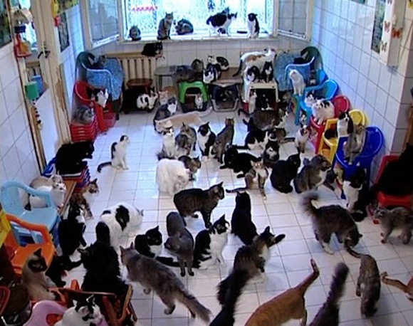  <strong>UPDATE:</strong> When the Love of Pets becomes HOARDING