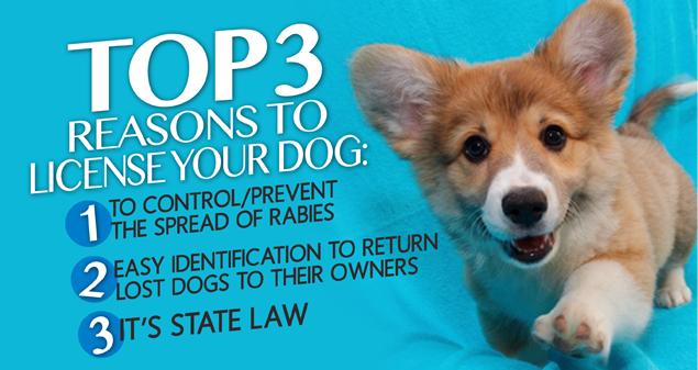 Dog Licensing Requirements for Huntington, New York